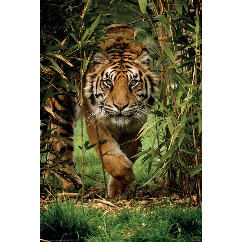 Bamboo Tiger Poster