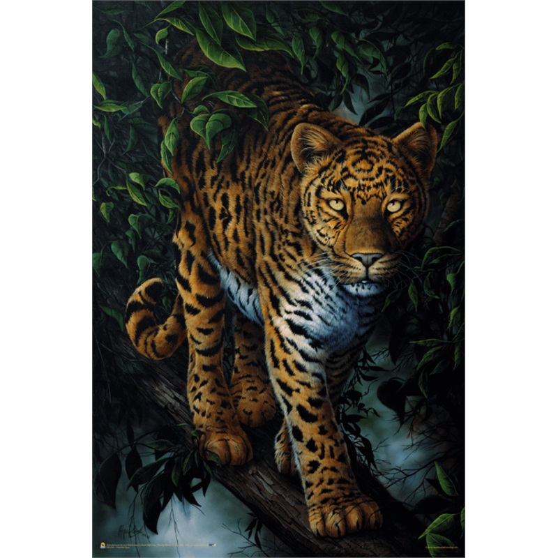 Watchful Eyes By Jenny Newland Poster